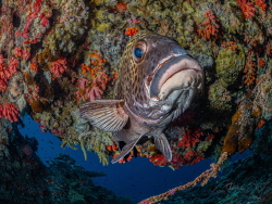 sweet lips by Marc Van Den Broeck 